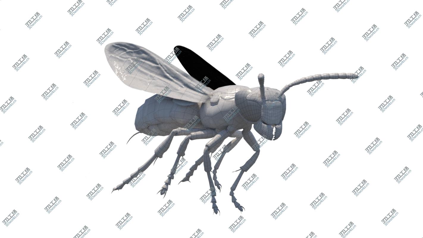 images/goods_img/202104092/Vespula squamosa Rigged model/4.jpg